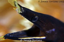 Curious Ribbon eel at Lembeh Strait-Indonesia by Jennie Soriano 